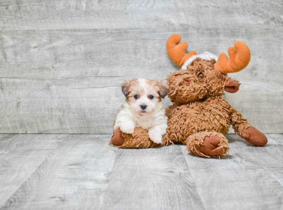 Hypoallergenic Yorkie Designer Puppy