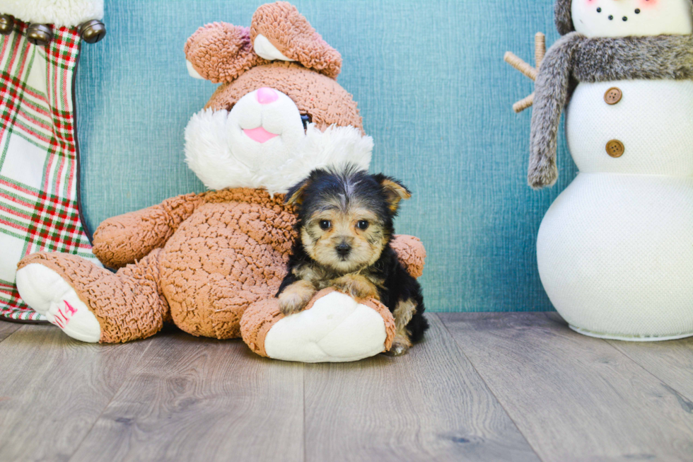 Funny Morkie Designer Pup