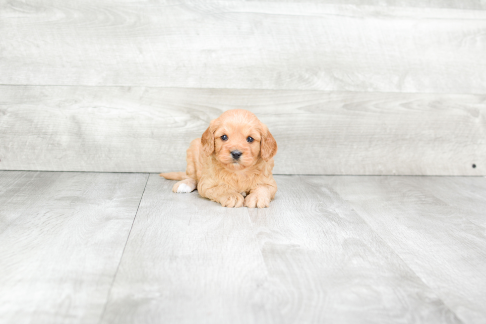 Cavapoo Pup Being Cute