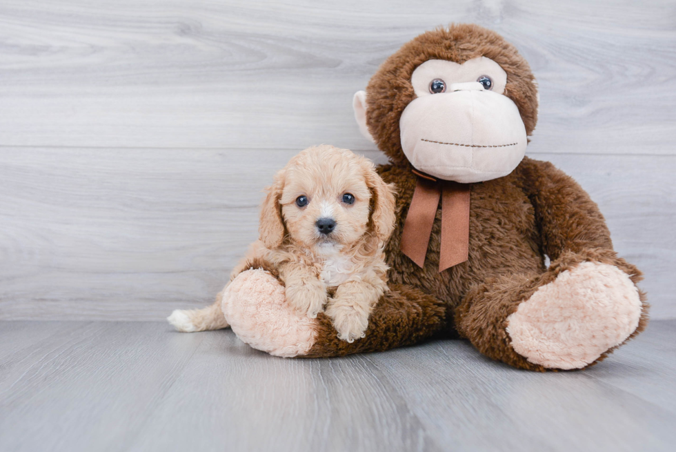 Cavapoo Puppy for Adoption