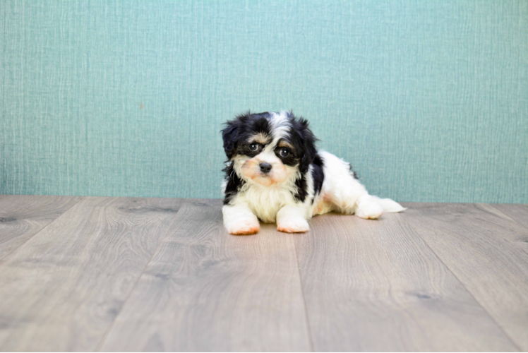 Cavachon Pup Being Cute