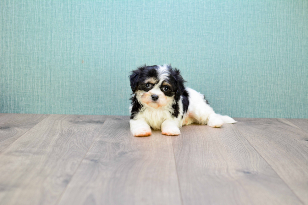 Cavachon Pup Being Cute