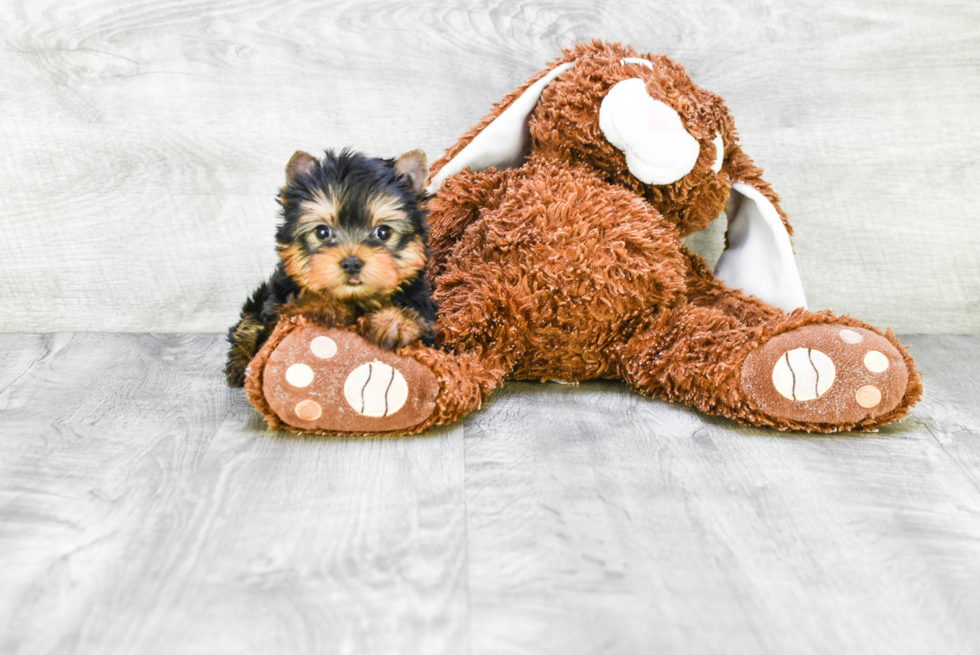 Meet Ronaldo - our Yorkshire Terrier Puppy Photo 