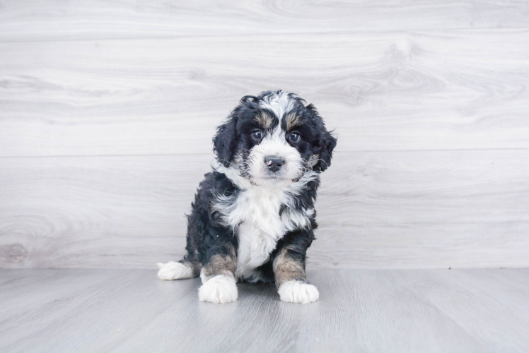 Mini Bernedoodle Puppy for Adoption