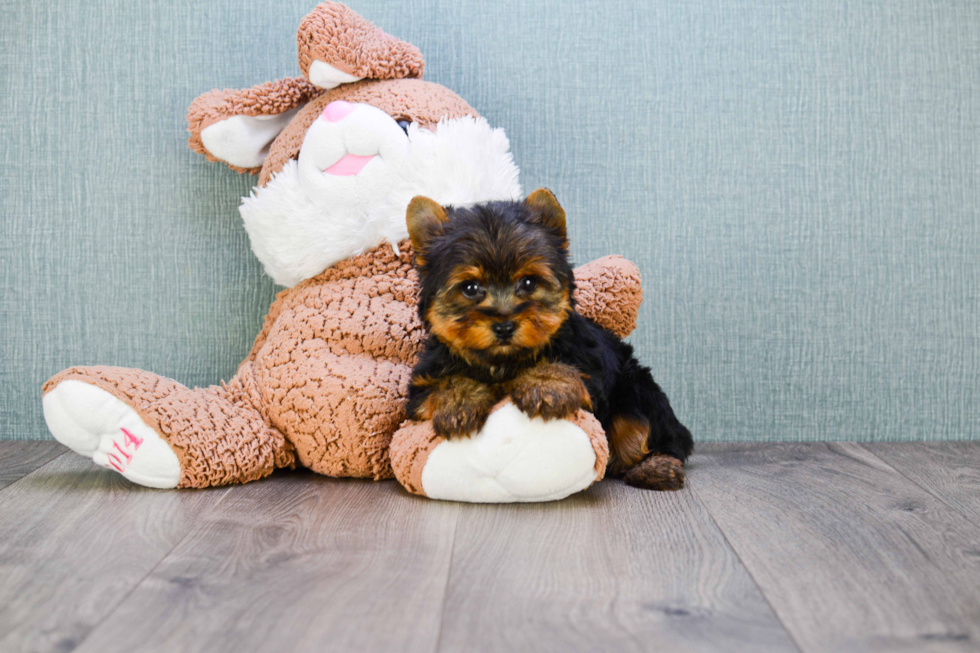 Meet Jeremy - our Yorkshire Terrier Puppy Photo 