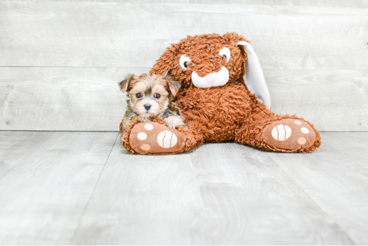 Morkie Pup Being Cute