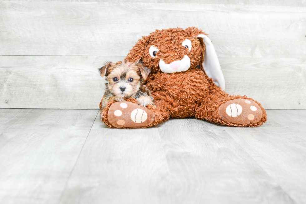 Morkie Pup Being Cute