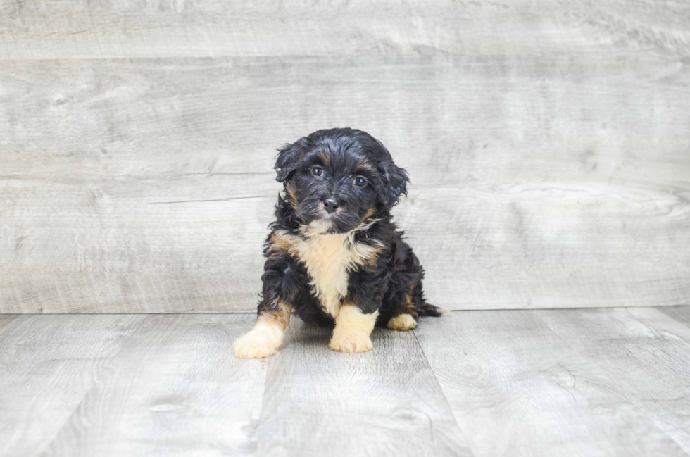 Mini Bernedoodle Pup Being Cute