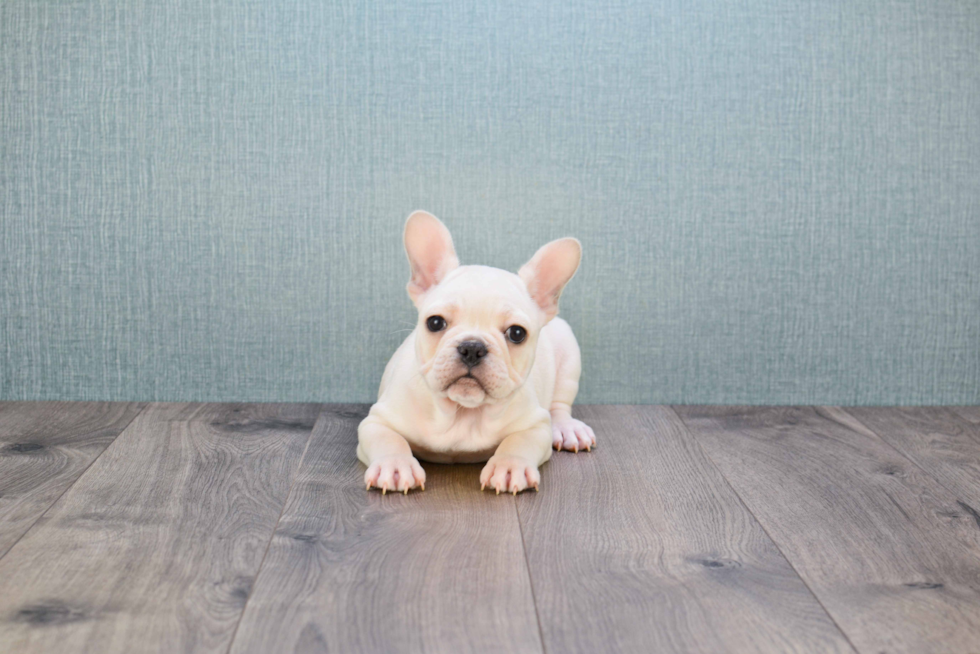 Best French Bulldog Baby