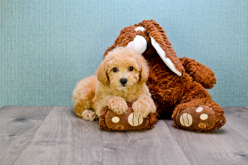 Hypoallergenic Cavoodle Poodle Mix Puppy