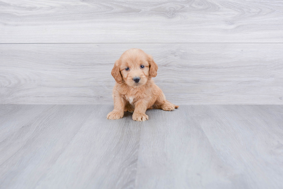 Playful Golden Retriever Poodle Mix Puppy