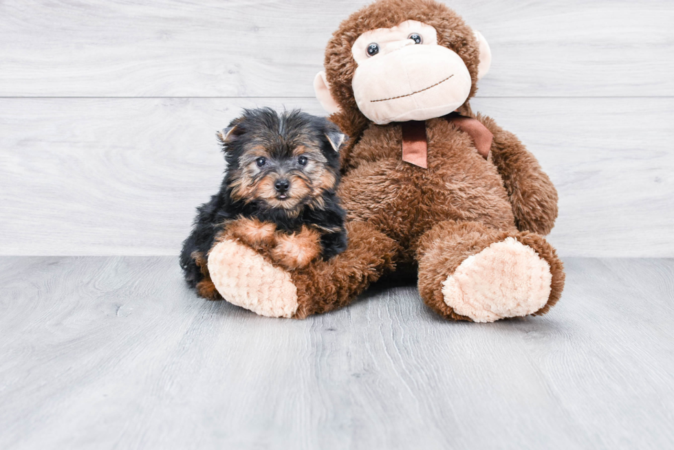 Meet Timmy - our Yorkshire Terrier Puppy Photo 