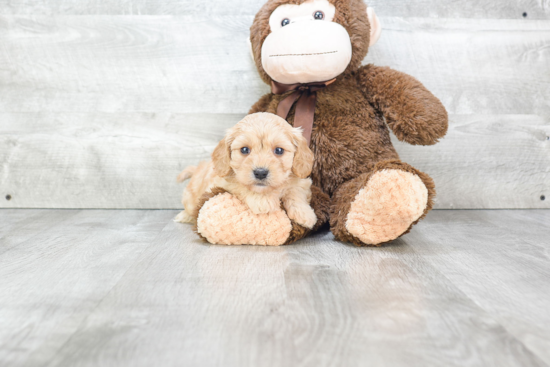 Popular Cavachon Designer Pup