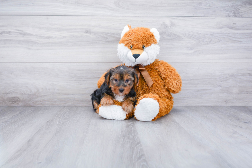 Meet Snickers - our Yorkshire Terrier Puppy Photo 
