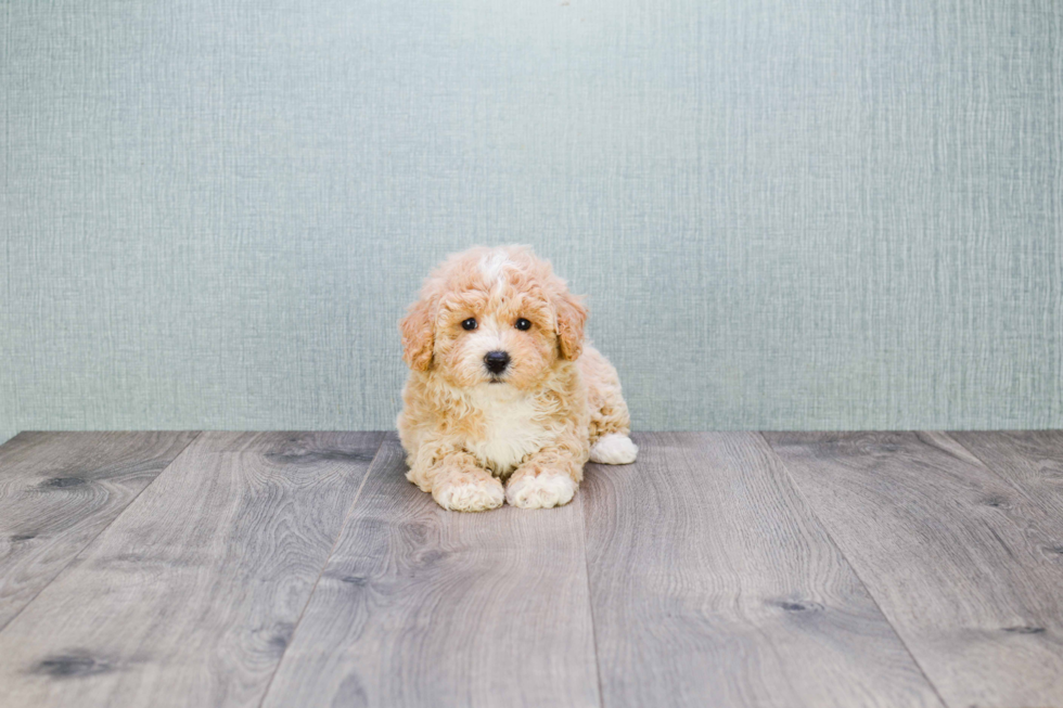 Best Maltipoo Baby