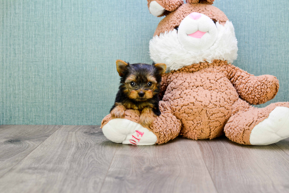 Meet Goldie - our Yorkshire Terrier Puppy Photo 