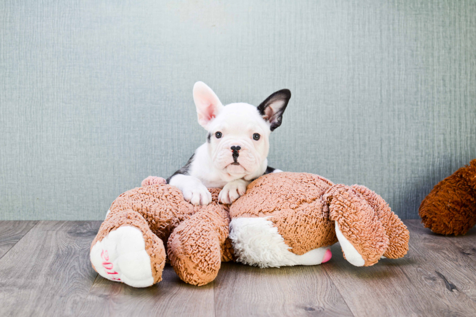 Smart Frenchie Purebred Puppy