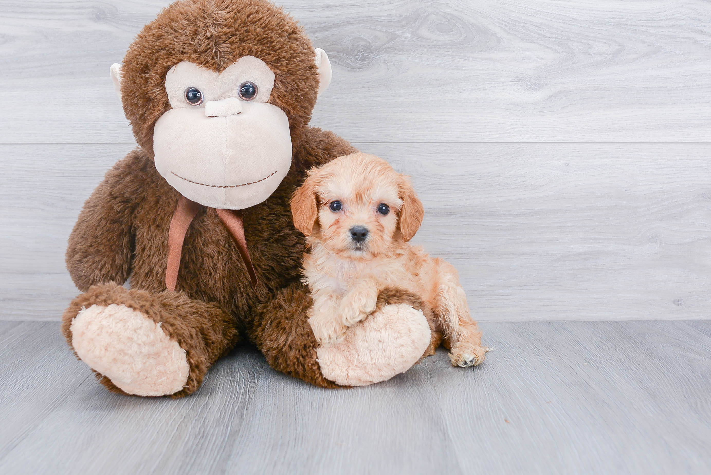Cavachon Puppy for Adoption