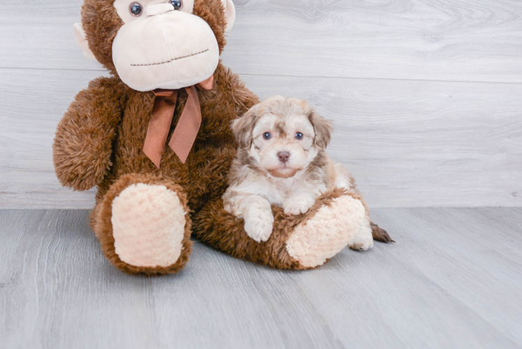 Maltipoo Puppy for Adoption