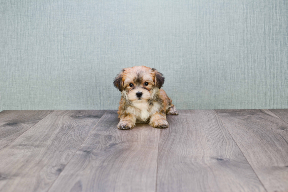 Playful Yorkie Designer Puppy