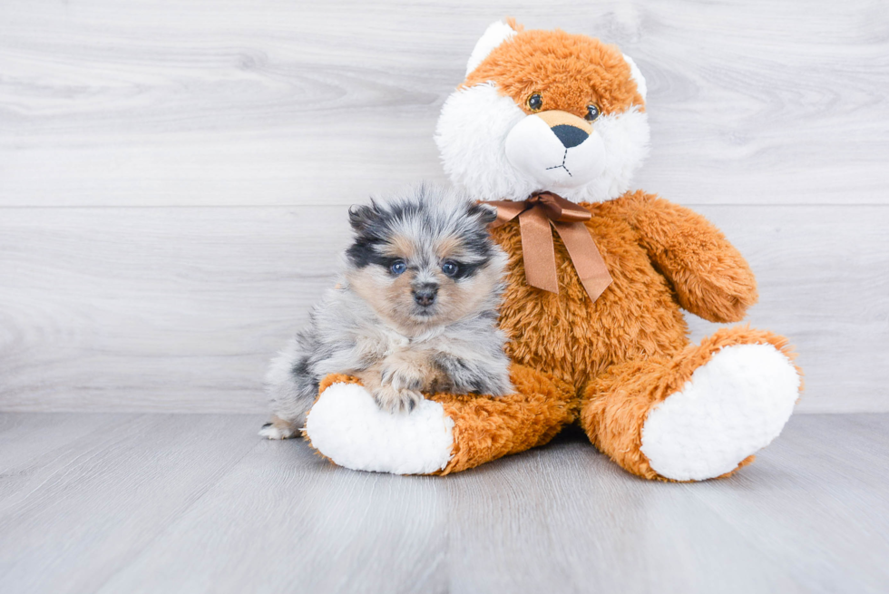 Best Pomeranian Baby