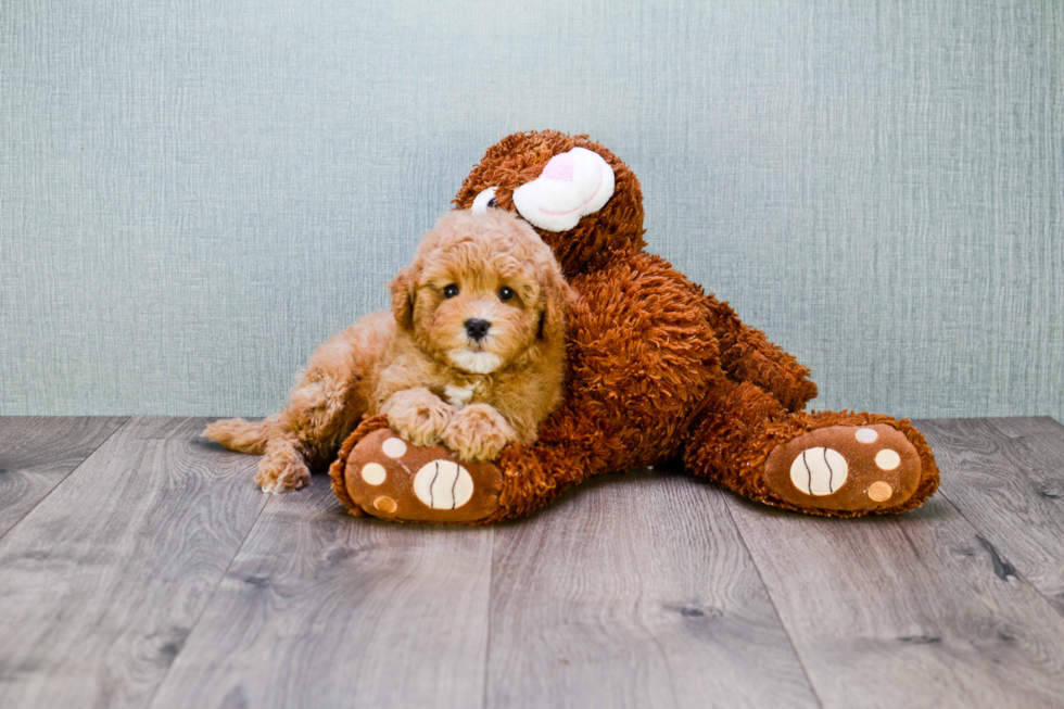 Cavapoo Puppy for Adoption