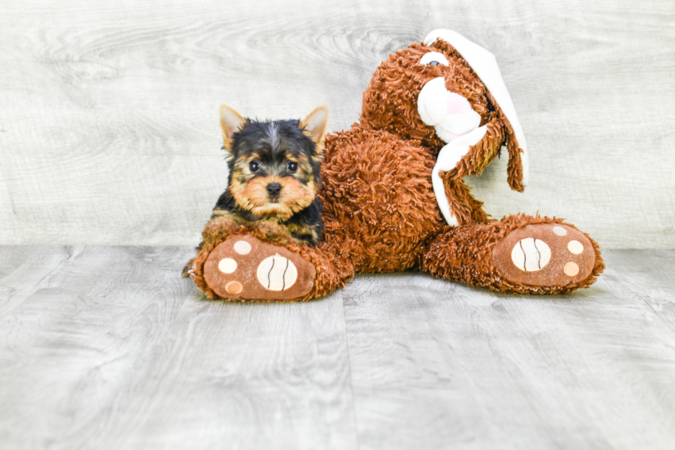 Meet Beckham - our Yorkshire Terrier Puppy Photo 