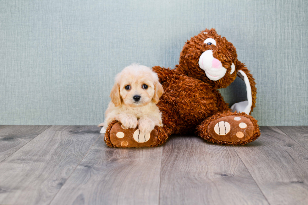 Best Cavachon Baby