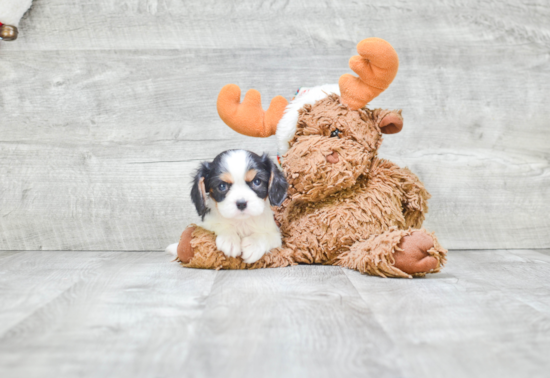 Playful Cavalier King Charles Spaniel Baby