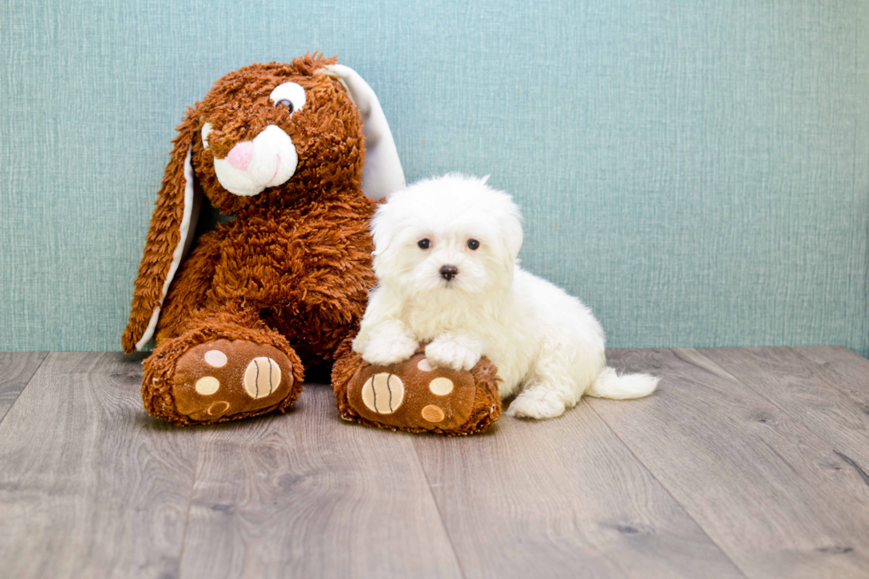 Happy Maltese Purebred Puppy