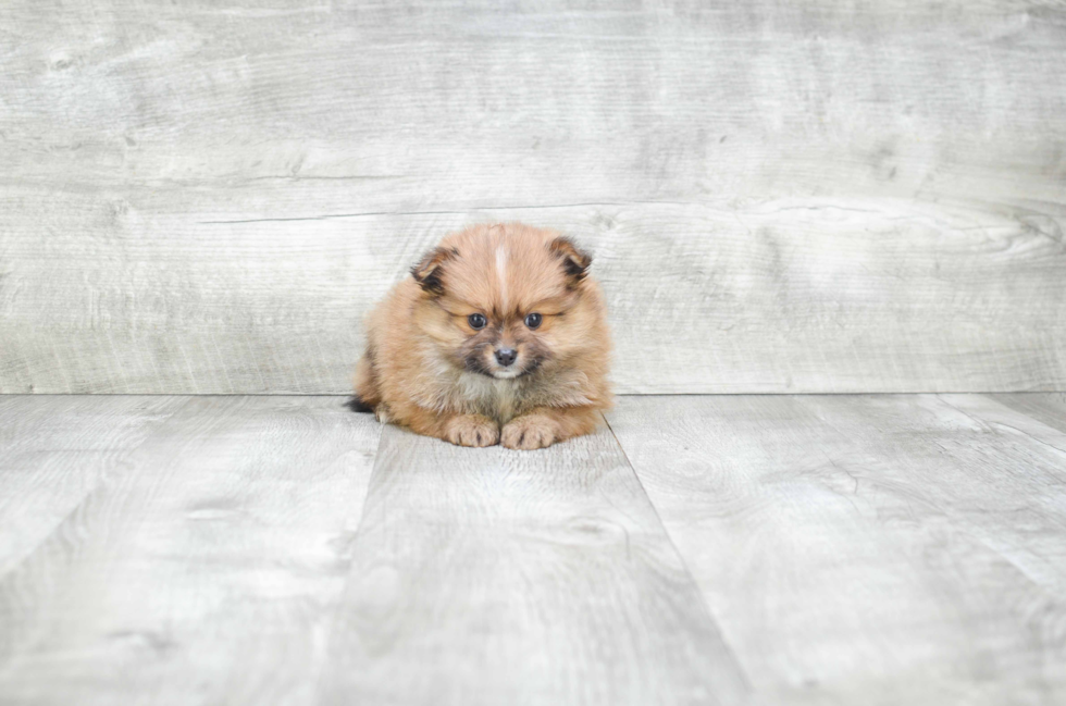 Best Pomeranian Baby