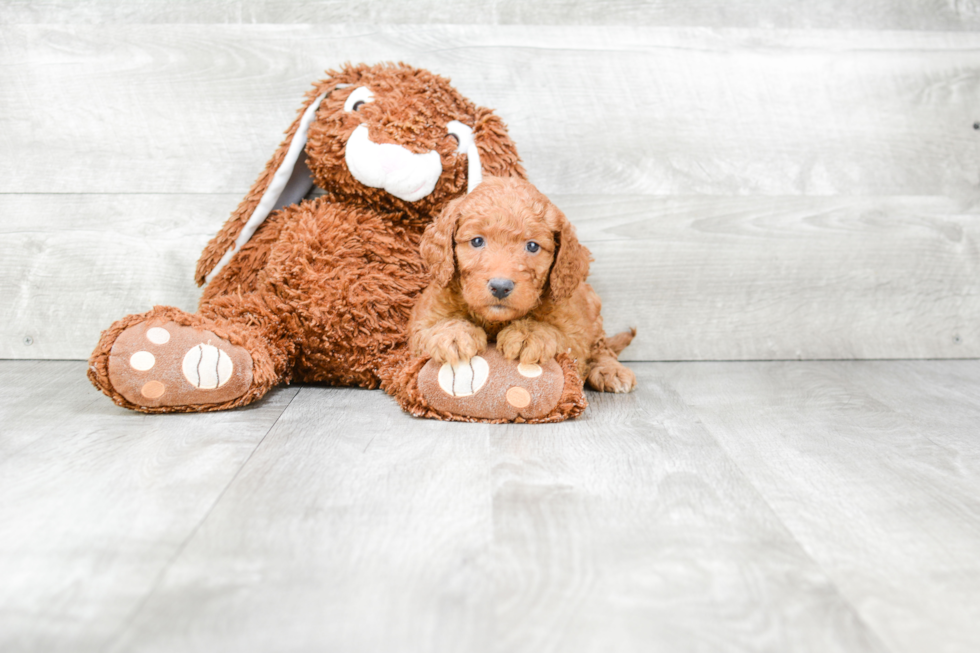 Best Mini Goldendoodle Baby