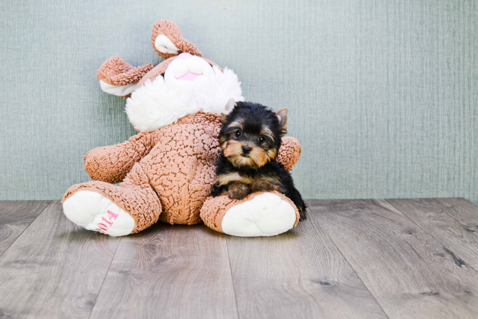 Meet Victoria - our Yorkshire Terrier Puppy Photo 