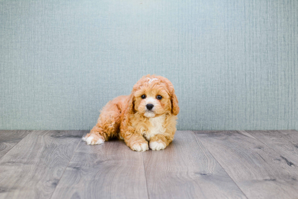 Energetic Cavoodle Poodle Mix Puppy