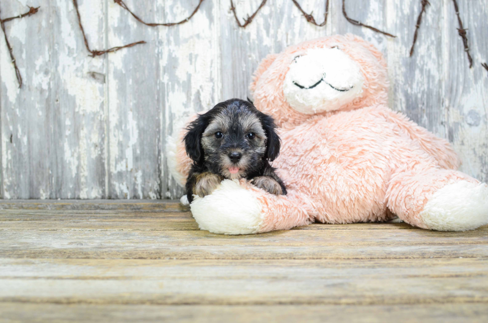 Energetic Yorkie Designer Puppy