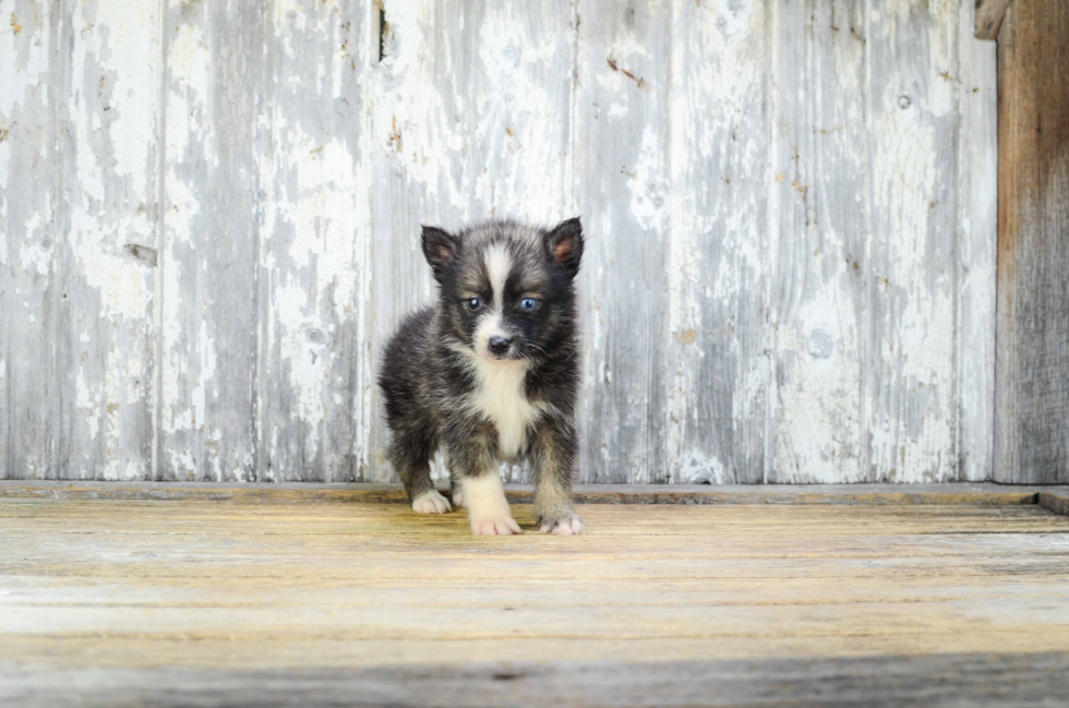 Smart Pomsky Designer Pup