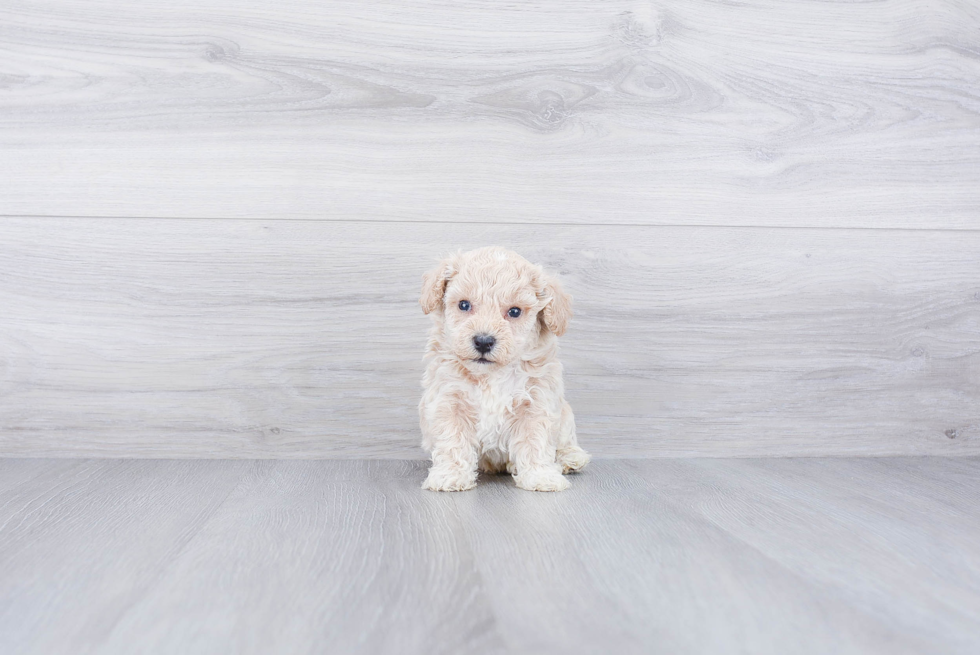 Maltipoo Pup Being Cute