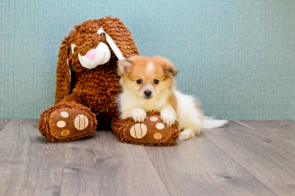 Pomeranian Puppy for Adoption