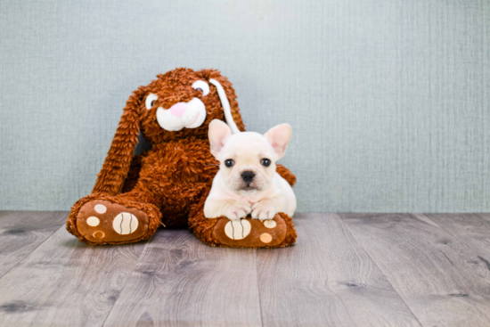 French Bulldog Pup Being Cute