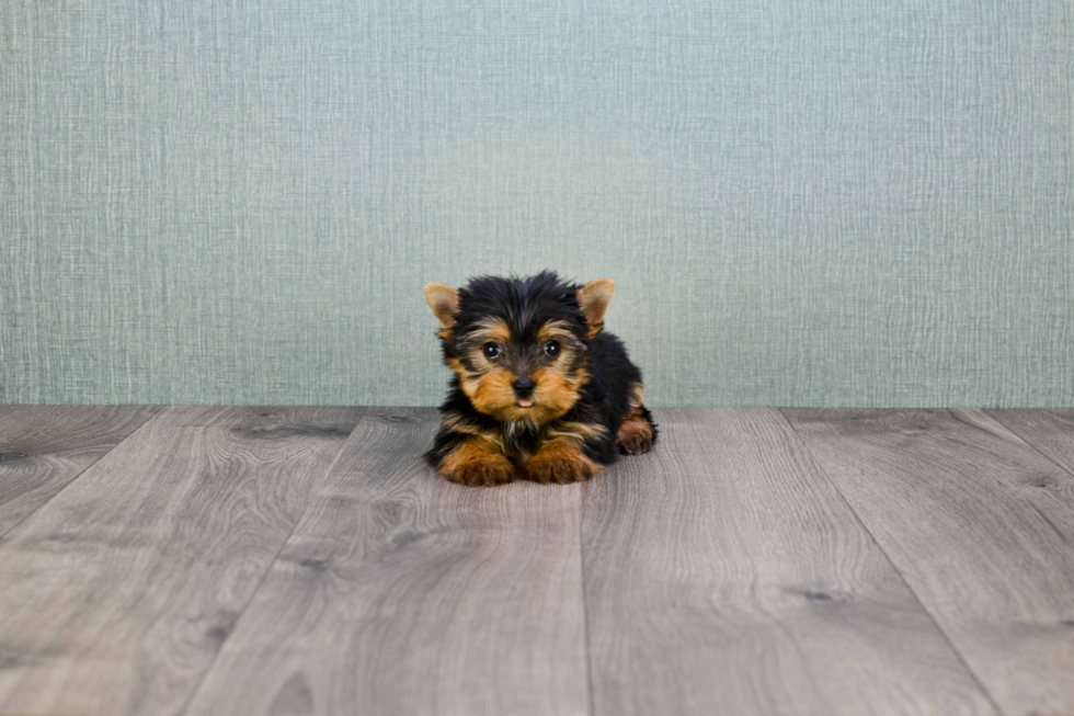 Meet Ronaldo - our Yorkshire Terrier Puppy Photo 