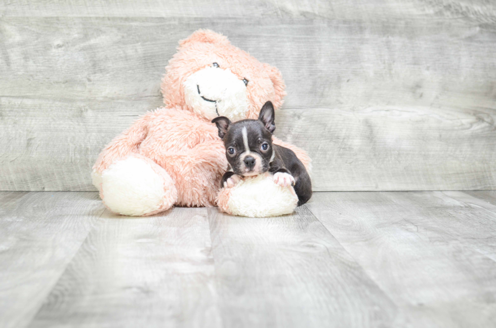 Akc Registered Boston Terrier Baby