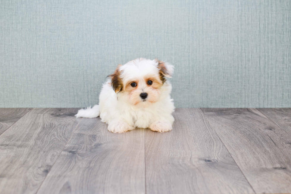 Morkie Puppy for Adoption