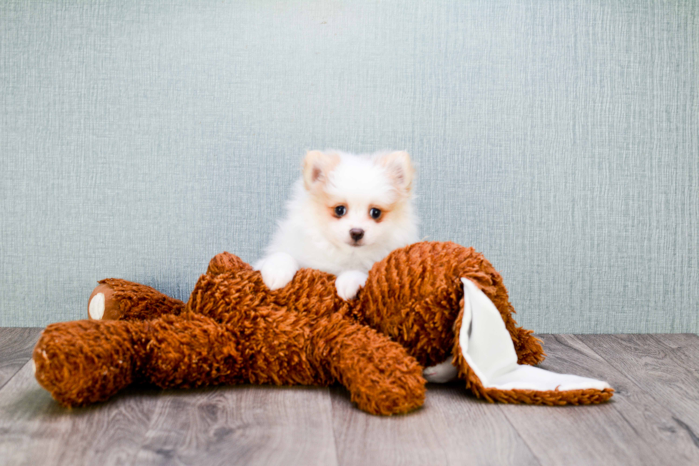 Best Pomeranian Baby