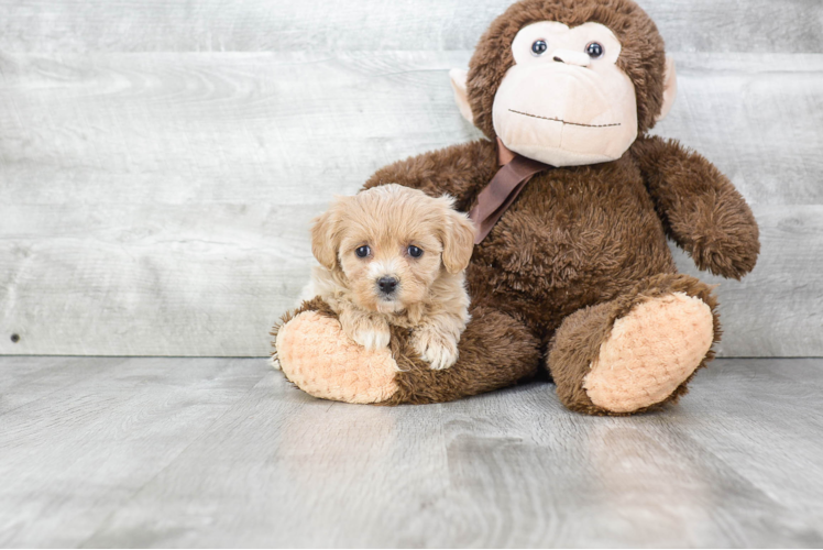 Havanese Puppy for Adoption