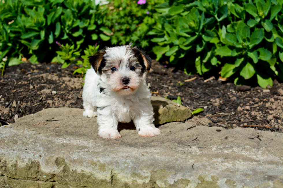 Best Morkie Baby