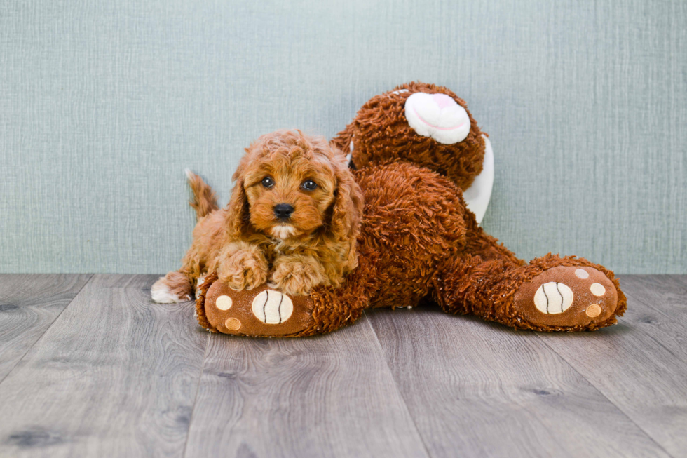 Playful Cavoodle Poodle Mix Puppy