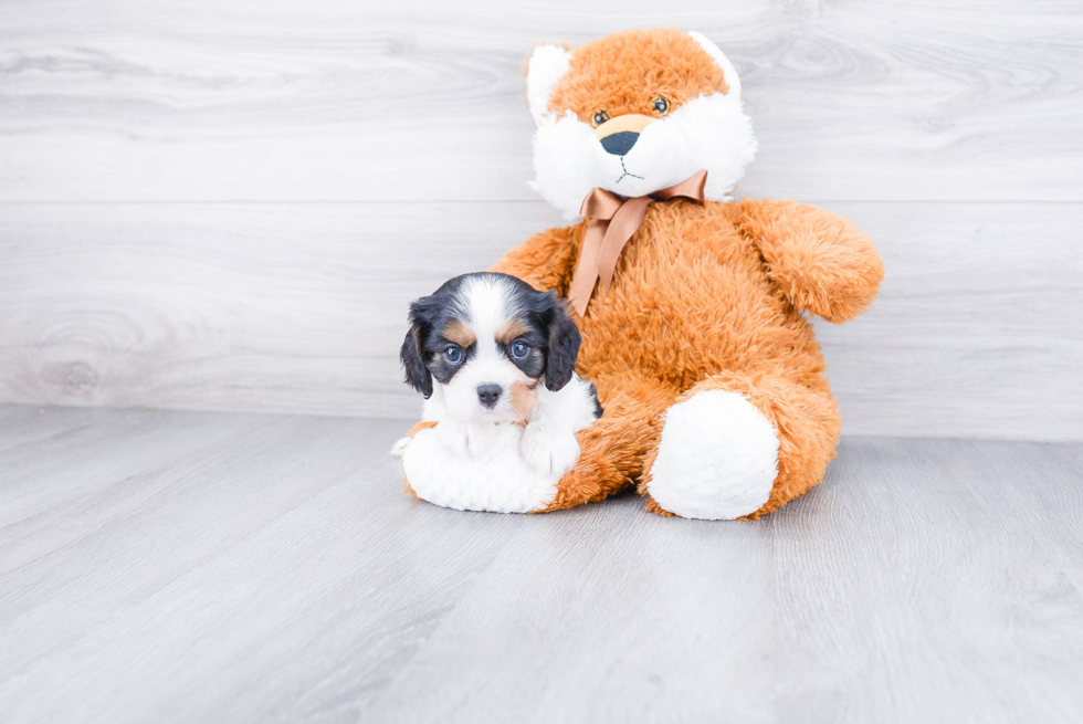 Popular Cavalier King Charles Spaniel Purebred Pup