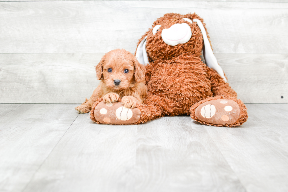 Smart Cavapoo Poodle Mix Pup