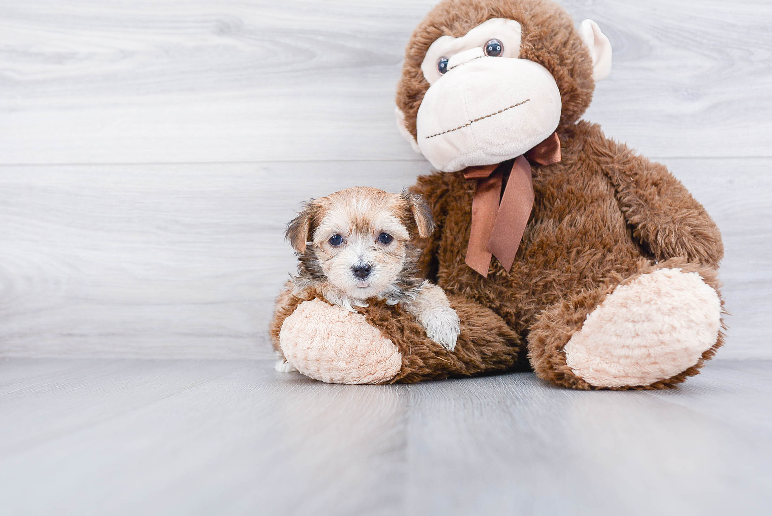 Morkie Pup Being Cute