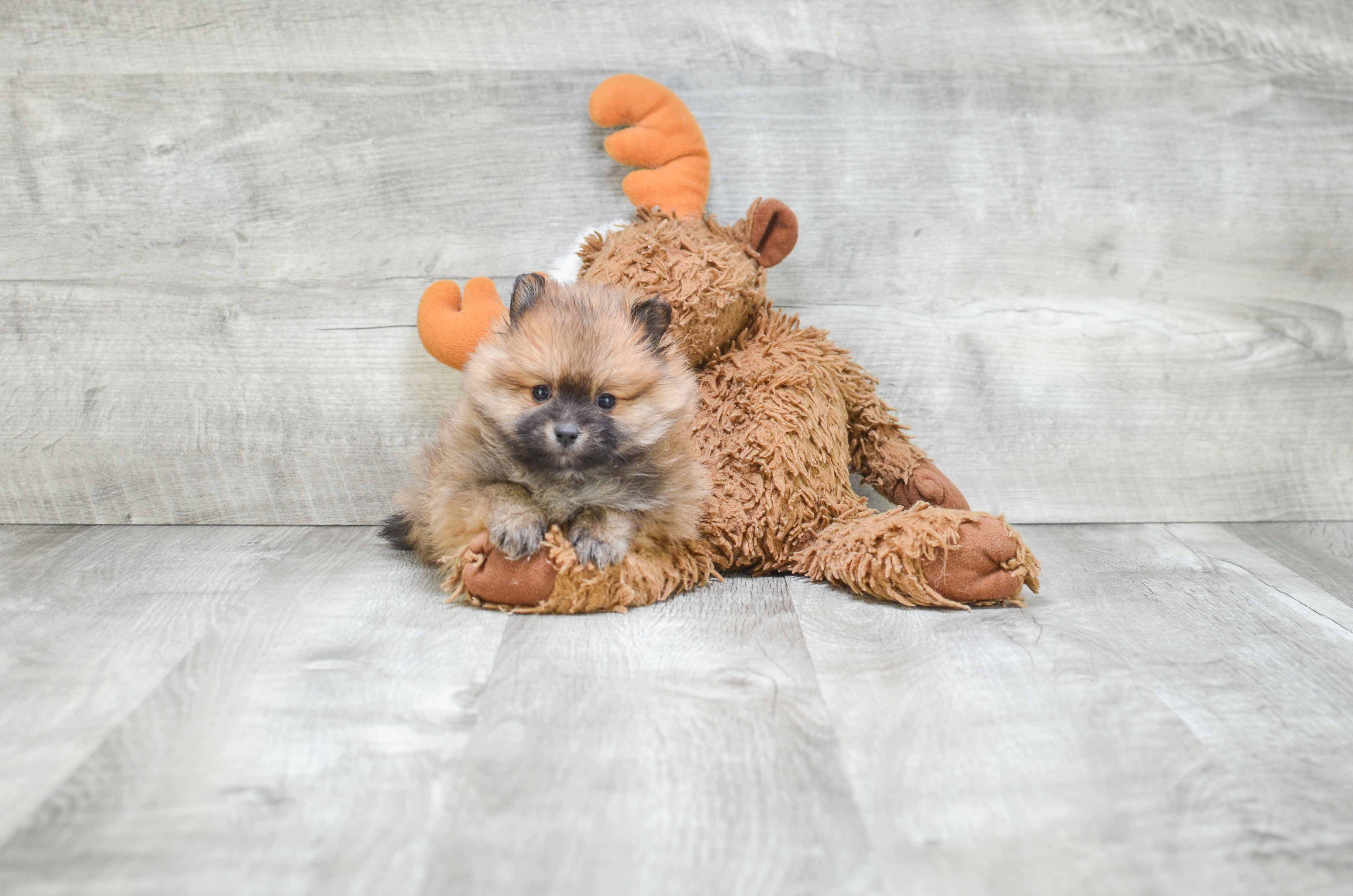 Pomeranian Puppy for Adoption